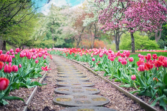 chodník medzi tulipánmi.jpg
